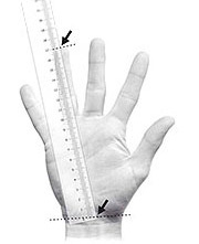 Handshoe Mouse sizing diagram